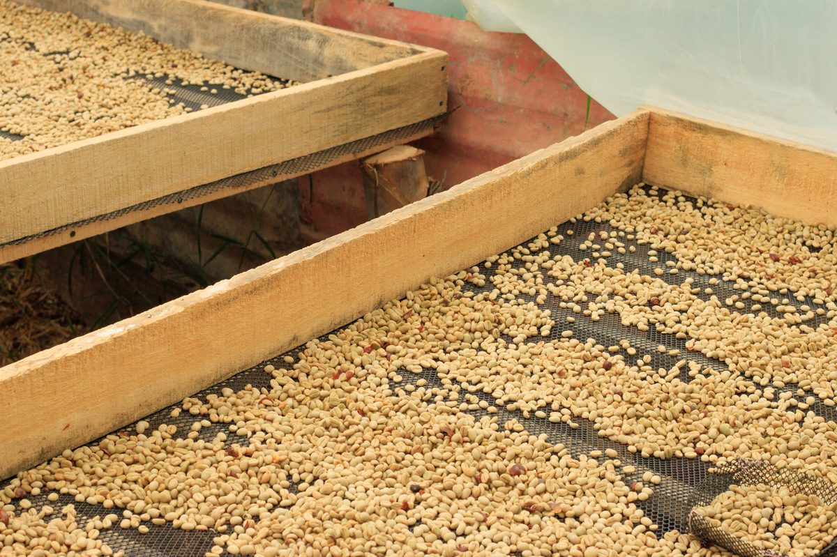 KaPHi Natural — café natural de tueste medio, proceso de secado con fruto entero